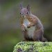 Red Squirrel